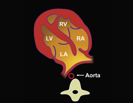 Imaging Mastery Series: Fetal Heart and Great Vessel Evaluation 2021