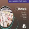 Main Challenges in Poultry Farming. Colibacillosis